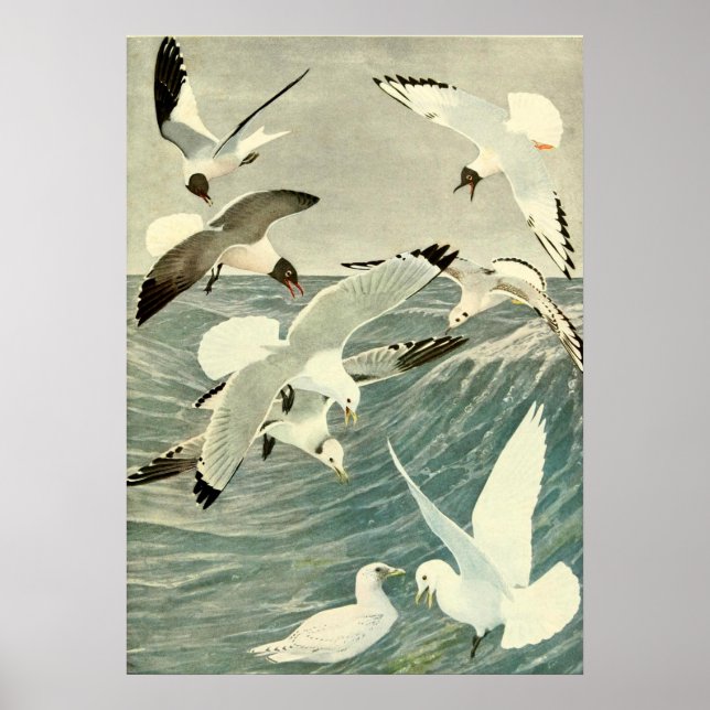 Vintage Seagull Ocean Bird Beach  Poster (Front)