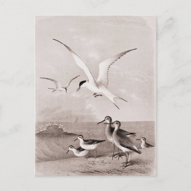 Vintage Seagulls Customised Retro Seagull Template Postcard (Front)