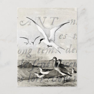 Vintage Seagulls Customised Retro Seagull Template Postcard