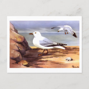 Vintage Seagulls Ornithology print R E Todhunter Postcard