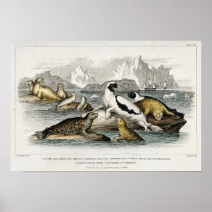 Vintage  Seal Illustration Poster