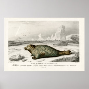 Vintage Seal Illustration Poster