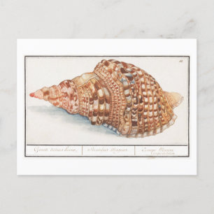 Vintage Seashell Illustration Postcard