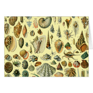 Vintage Seashell Print Adolphe Millot Coastal 