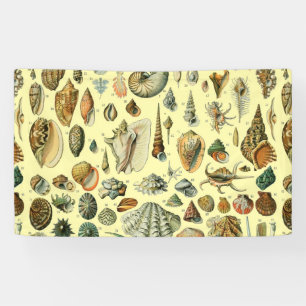 Vintage Seashell Print Adolphe Millot Coastal  Banner