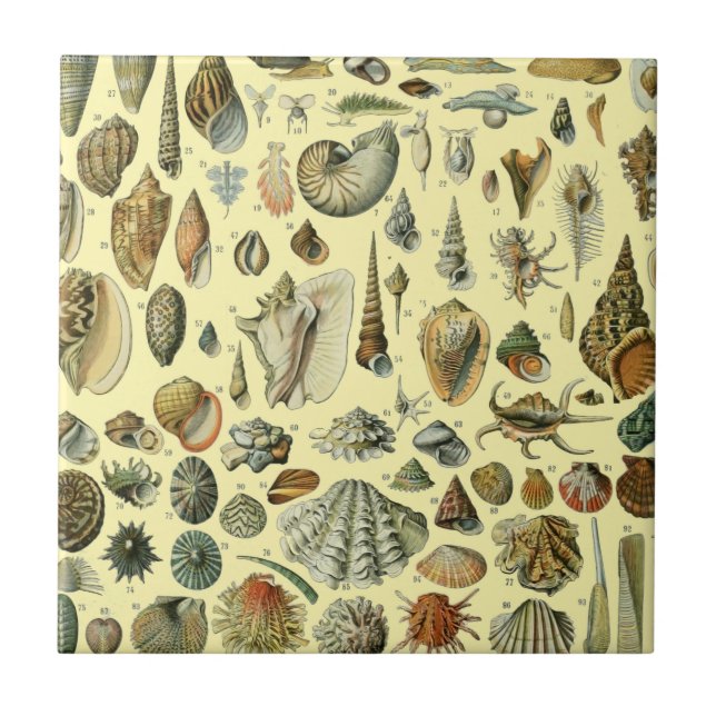Vintage Seashell Print Adolphe Millot Coastal  Ceramic Tile (Front)