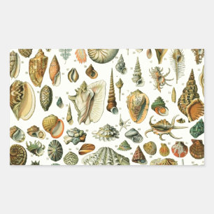 Vintage Seashell Print Adolphe Millot Coastal Rectangular Sticker