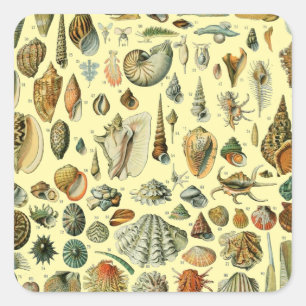 Vintage Seashell Print Adolphe Millot Coastal  Square Sticker