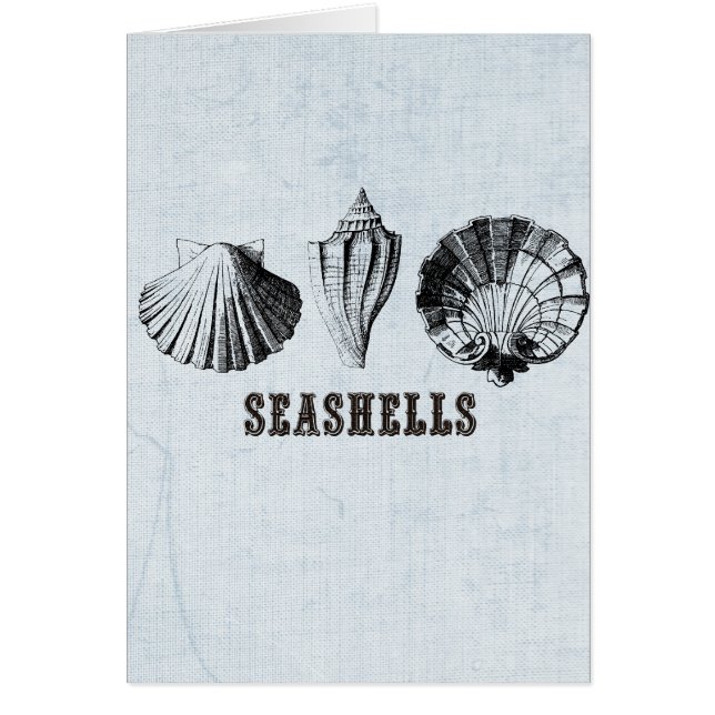 Vintage Seashells (Front)