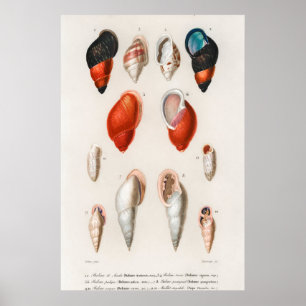 Vintage Seashells Illustration Poster