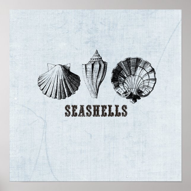 Vintage Seashells Illustration Poster (Front)