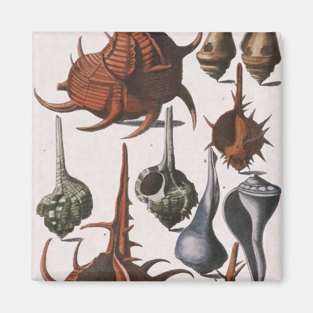 Vintage Seashells, Ocean Sea Shells Marine Life Magnet (Front)