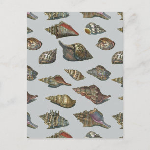 Vintage Seashells Postcard