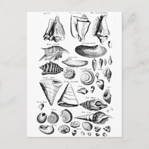 Vintage Seashells Postcard