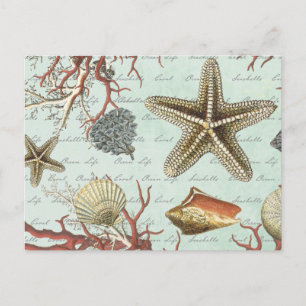 Vintage Seashells...postcard Postcard