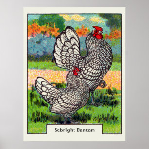 Vintage Sebright Bantam Chicken Poster