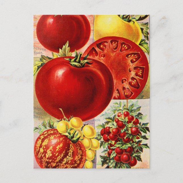 Vintage Seed Ad Postcard (Front)