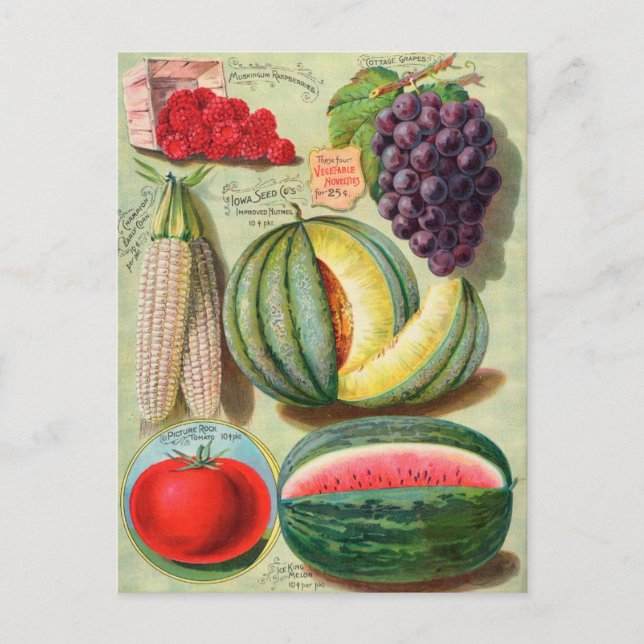 Vintage Seed Ad Postcard (Front)