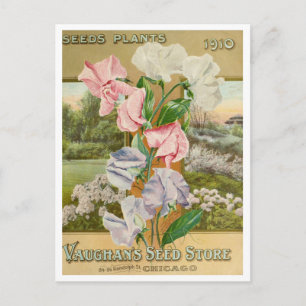 Vintage Seed Ad Postcard