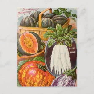 Vintage Seed Ad Postcard