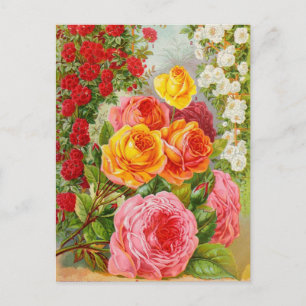 Vintage Seed Ad Postcard