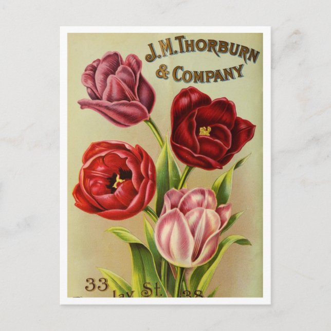 Vintage Seed Ad Postcard (Front)