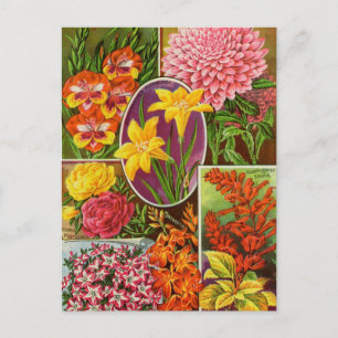 Vintage Seed Ad Postcard