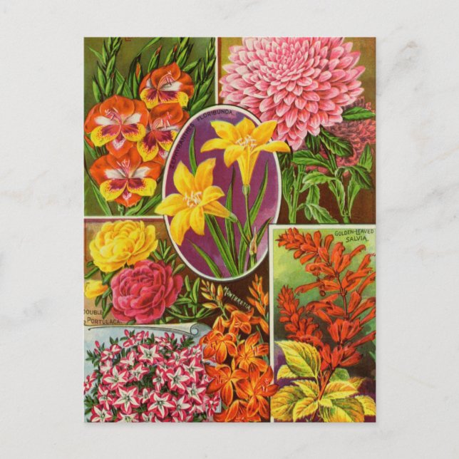 Vintage Seed Ad Postcard (Front)