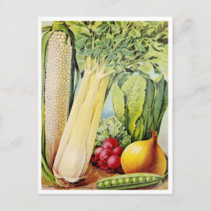 Vintage Seed Ad Postcard