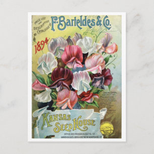 Vintage Seed Ad Postcard