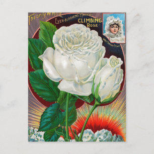 Vintage Seed Ad Postcard