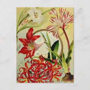 Vintage Seed Ad Postcard