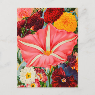 Vintage Seed Ad Postcard