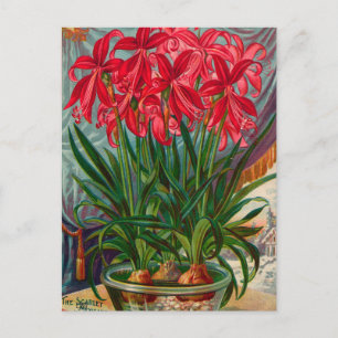 Vintage Seed Ad Postcard