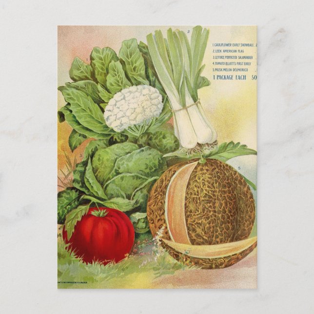 Vintage Seed Ad Postcard (Front)