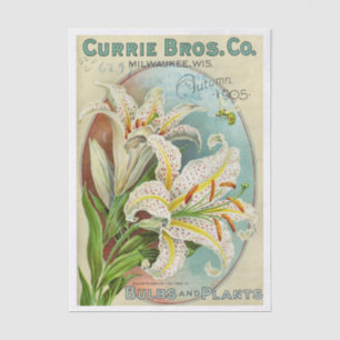 Vintage Seed Catalogue Currie Bros, 1905 Tissue Paper