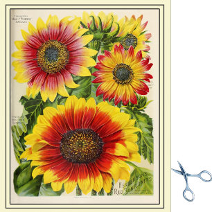 Vintage Seed Catalogue Red and Gold Sunflowers Tissue Paper