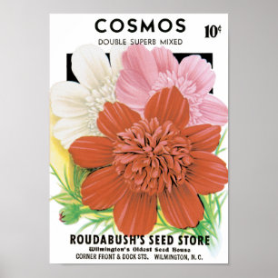 Vintage Seed Packet Art, Cosmos Garden Flowers Poster