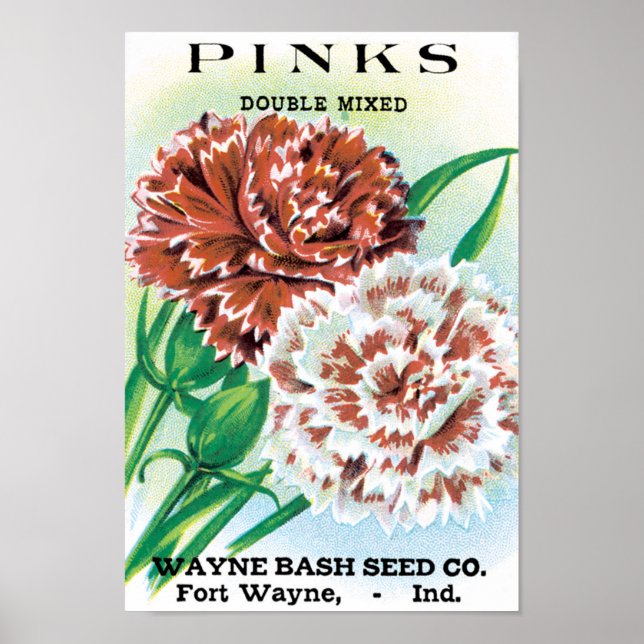Vintage Seed Packet Art, Pinks Carnation Flowers Poster (Front)