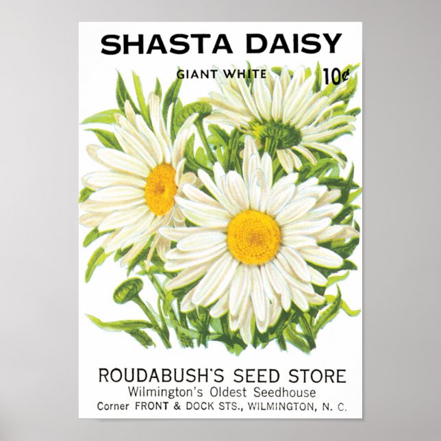 Vintage Seed Packet Art, Shasta Daisy Flowers Poster (Front)