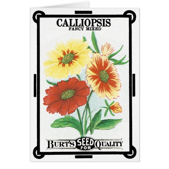 Vintage Seed Packet Label Art, Calliopsis Flowers (Front)