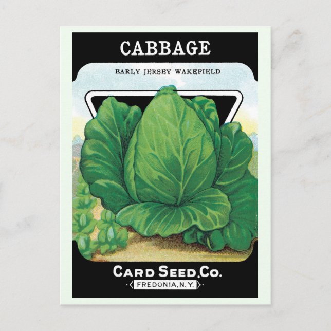 Vintage Seed Packet Label Art, Green Cabbage Postcard (Front)