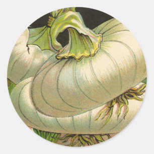 Vintage Seed Packet Label Art White Bermuda Onions