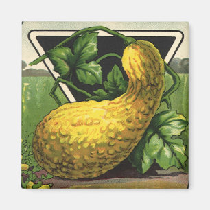 Vintage Seed Packet Label Art Yellow Summer Squash Magnet
