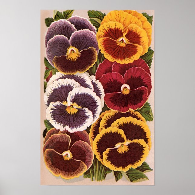 Vintage Seed Packet Labels, Garden Pansy Flowers Poster (Front)