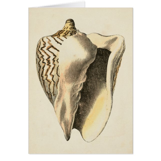 Vintage Sepia Conch Shell (Front)
