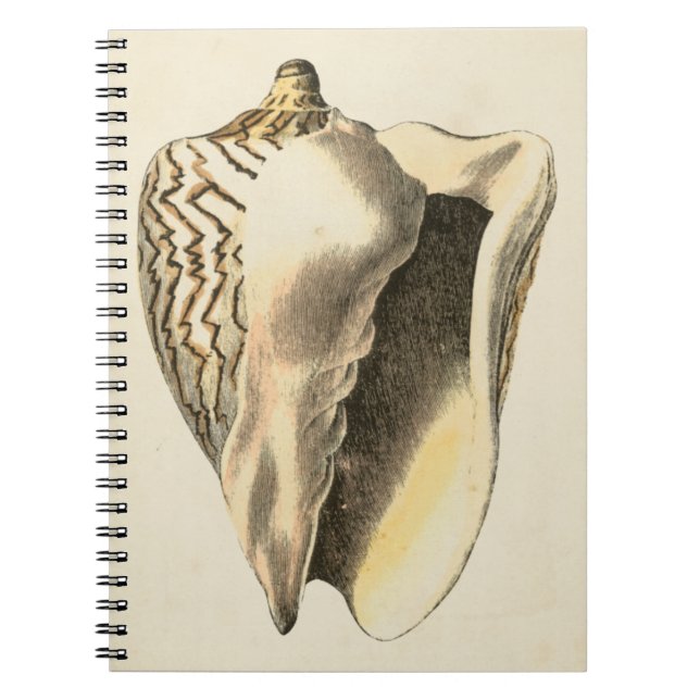Vintage Sepia Conch Shell Notebook (Front)