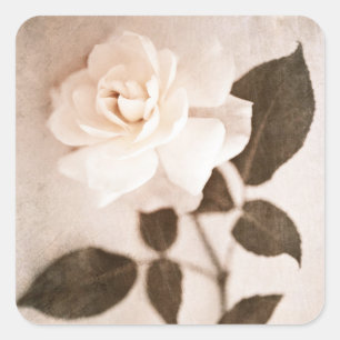 Vintage Sepia Rose Flower Stem Floral Flowers Parc Square Sticker