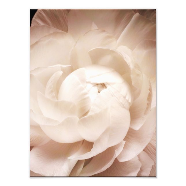 Vintage Sepia White & Cream Ranunculus Background Photo Print (Front)