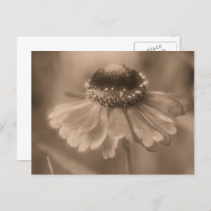 Vintage Sepia Zinnia Flower Personalized Postcard